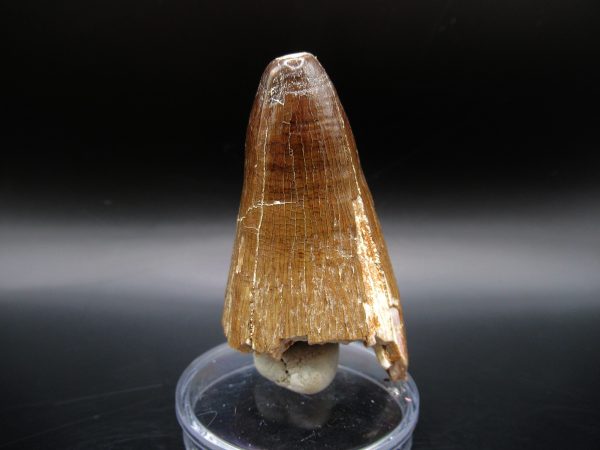 Genuine Eocene Age Maroccosuchus Crocodile Tooth Fossil For Sale from Morocco #21b