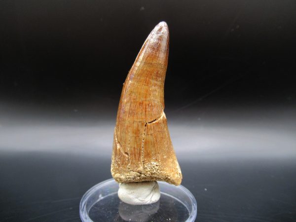 Genuine Eocene Age Maroccosuchus Crocodile Tooth Fossil For Sale from Morocco #22