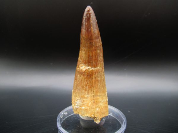 Genuine Eocene Age Maroccosuchus Crocodile Tooth Fossil For Sale from Morocco #22a