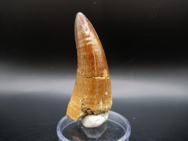 Genuine Eocene Age Maroccosuchus Crocodile Tooth Fossil For Sale from Morocco #22b