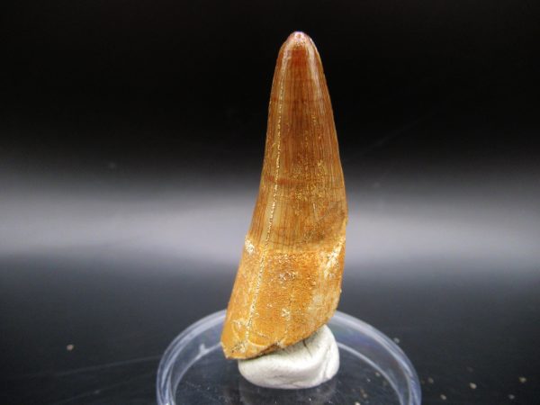 Genuine Eocene Age Maroccosuchus Crocodile Tooth Fossil For Sale from Morocco #23