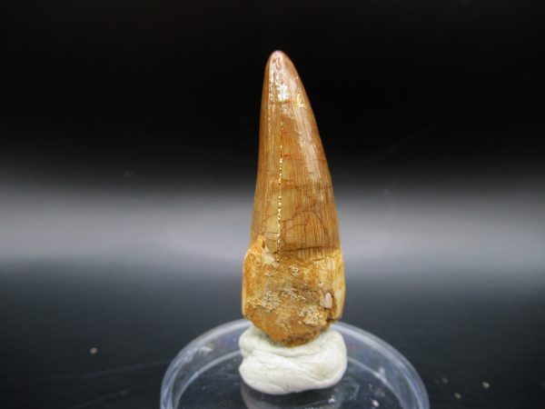 Genuine Eocene Age Maroccosuchus Crocodile Tooth Fossil For Sale from Morocco #23a