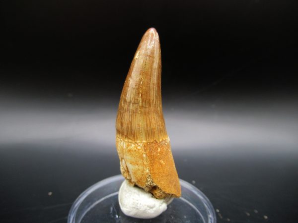 Genuine Eocene Age Maroccosuchus Crocodile Tooth Fossil For Sale from Morocco #23b