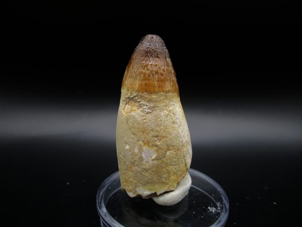 Genuine Eocene Age Maroccosuchus Crocodile Tooth Fossil For Sale from Morocco #24