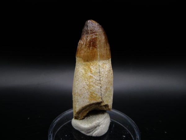 Genuine Eocene Age Maroccosuchus Crocodile Tooth Fossil For Sale from Morocco #24a