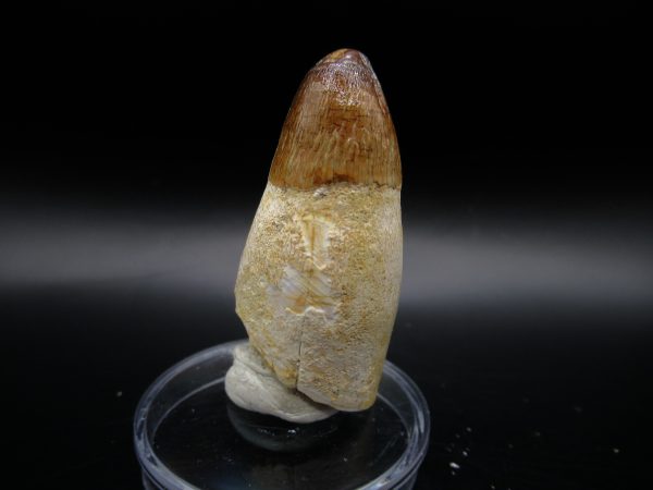 Genuine Eocene Age Maroccosuchus Crocodile Tooth Fossil For Sale from Morocco #24b