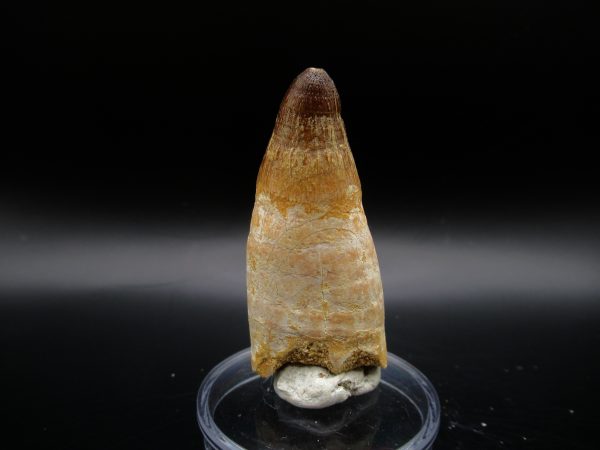 Genuine Eocene Age Maroccosuchus Crocodile Tooth Fossil For Sale from Morocco #25