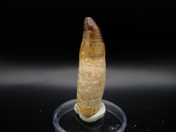 Genuine Eocene Age Maroccosuchus Crocodile Tooth Fossil For Sale from Morocco #25a