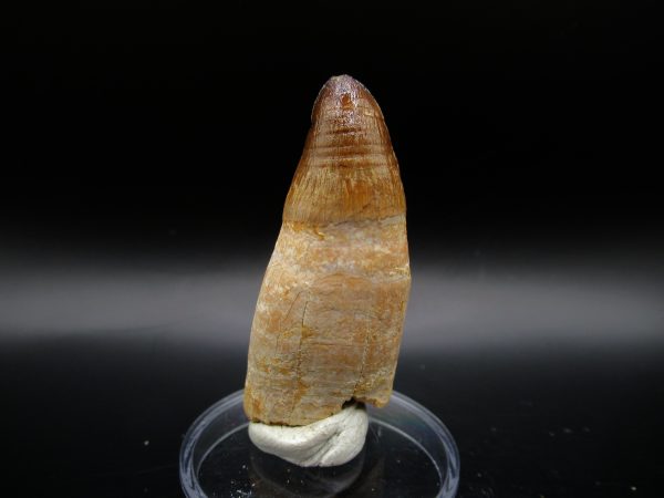 Genuine Eocene Age Maroccosuchus Crocodile Tooth Fossil For Sale from Morocco #25b