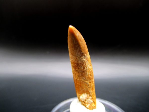 Genuine Eocene Age Dyrocsaurus Crocodile Tooth Fossil For Sale from Morocco #2c