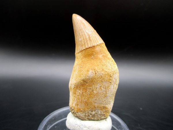 Platecarpus ptychodon Rooted Tooth #10