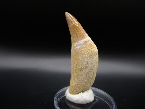 Platecarpus ptychodon Rooted Tooth #11