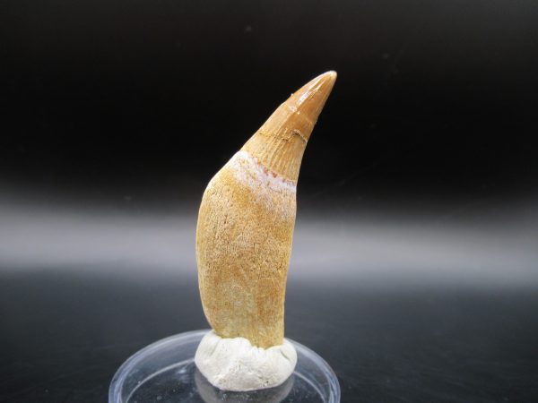 Platecarpus ptychodon Rooted Tooth #11 - Image 5