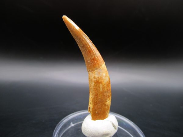 Genuine Eocene Age Dyrosaurus Crocodile Tooth Fossil For Sale from Morocco #11