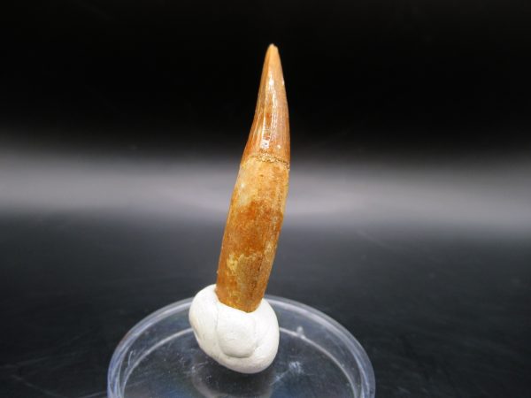 Genuine Eocene Age Dyrosaurus Crocodile Tooth Fossil For Sale from Morocco #11a