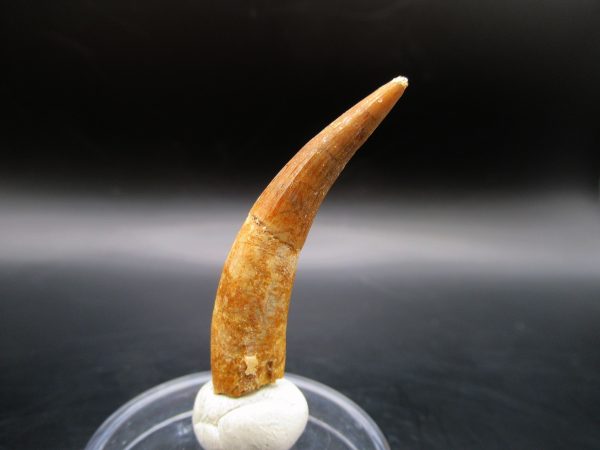 Genuine Eocene Age Dyrosaurus Crocodile Tooth Fossil For Sale from Morocco #11b