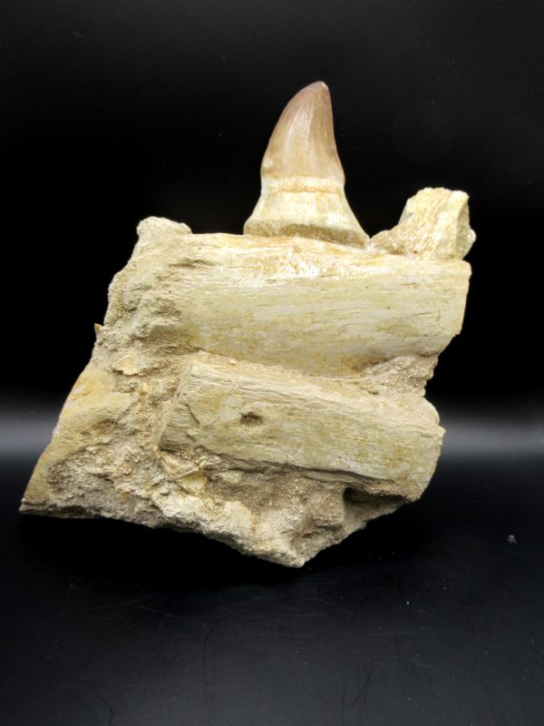 Prognathodon anceps Mosasaurus Tooth #10