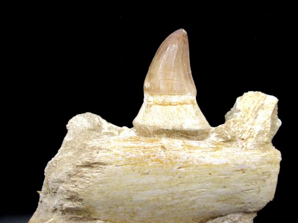 Prognathodon anceps Mosasaurus Tooth #10 - Image 2