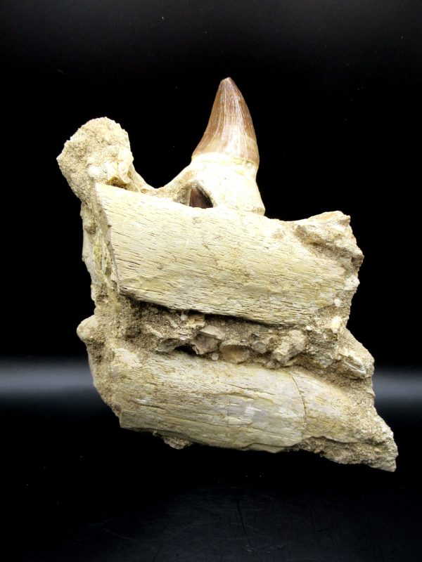 Prognathodon anceps Mosasaurus Tooth #10 - Image 11