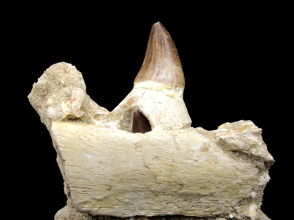 Prognathodon anceps Mosasaurus Tooth #10 - Image 10