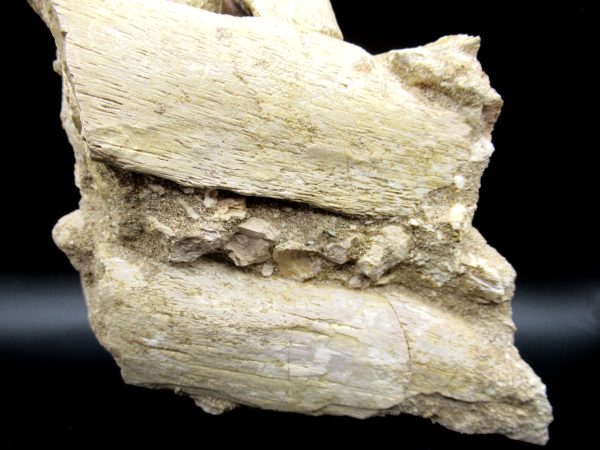 Prognathodon anceps Mosasaurus Tooth #10 - Image 9