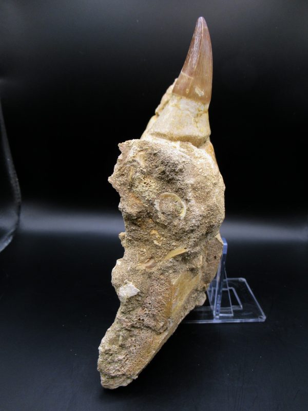 Prognathodon anceps Mosasaurus Tooth #10 - Image 6