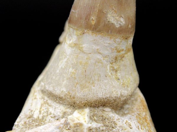 Prognathodon anceps Mosasaurus Tooth #10 - Image 5