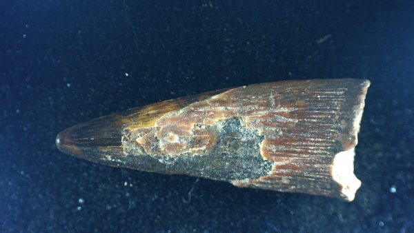 Genuine Cretaceous Age Siroccopteryx Pterosaur Tooth Fossils For Sale From Morocco #46a