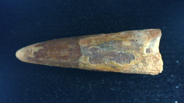 Genuine Cretaceous Age Siroccopteryx Pterosaur Tooth Fossils For Sale From Morocco #50