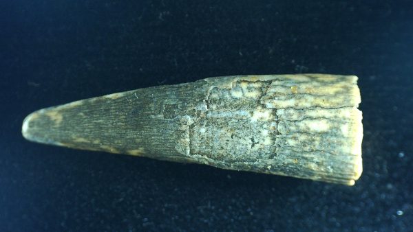 Genuine Cretaceous Age Siroccopteryx Pterosaur Tooth Fossils For Sale From Morocco #52