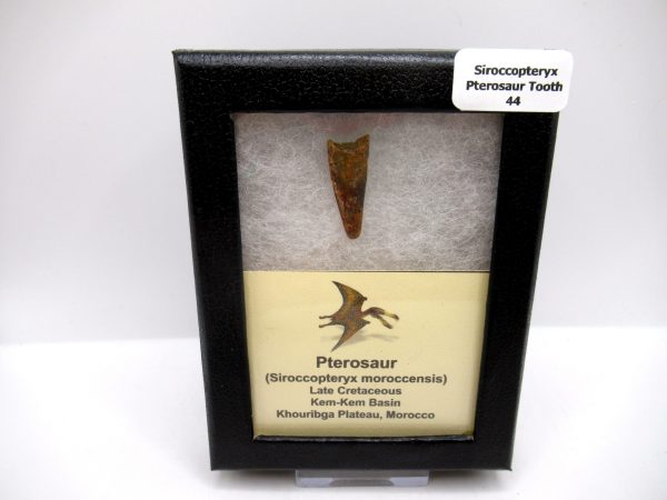 Genuine Cretaceous Age Siroccopteryx Pterosaur Tooth Fossils For Sale From Morocco #44