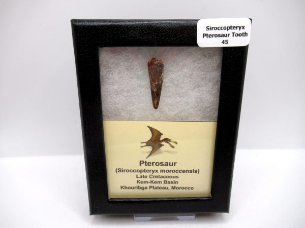 Genuine Cretaceous Age Siroccopteryx Pterosaur Tooth Fossils For Sale From Morocco #45