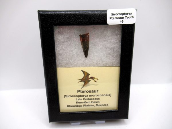 Genuine Cretaceous Age Siroccopteryx Pterosaur Tooth Fossils For Sale From Morocco #46