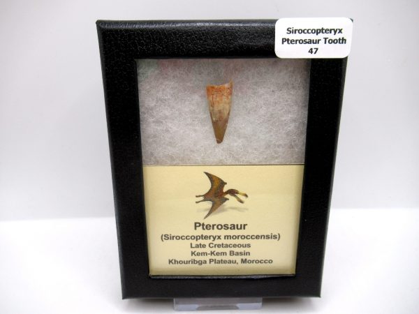 Genuine Cretaceous Age Siroccopteryx Pterosaur Tooth Fossils For Sale From Morocco #47