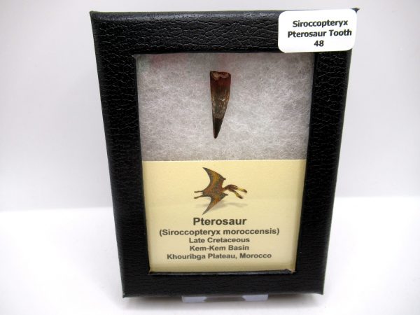 Genuine Cretaceous Age Siroccopteryx Pterosaur Tooth Fossils For Sale From Morocco #48