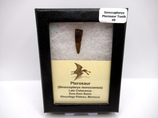 Genuine Cretaceous Age Siroccopteryx Pterosaur Tooth Fossils For Sale From Morocco #49