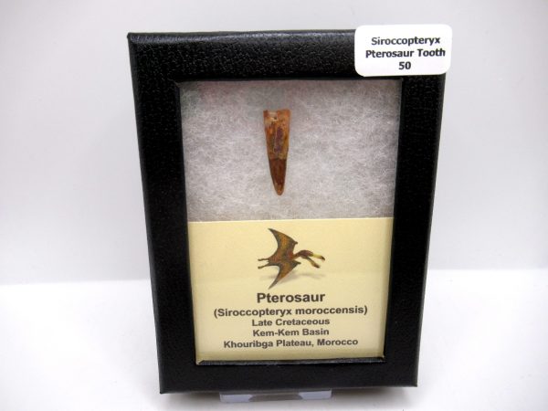 Genuine Cretaceous Age Siroccopteryx Pterosaur Tooth Fossils For Sale From Morocco #50