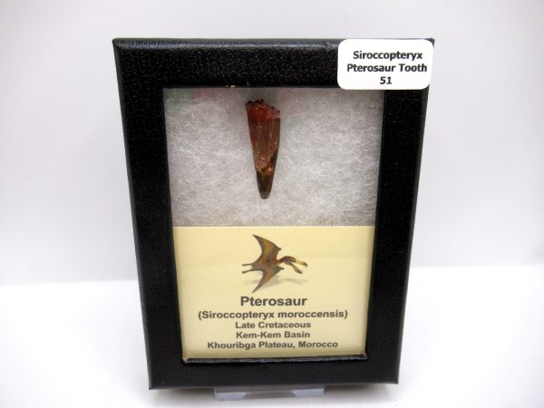 Genuine Cretaceous Age Siroccopteryx Pterosaur Tooth Fossils For Sale From Morocco #51