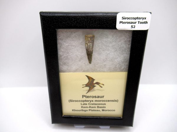 Genuine Cretaceous Age Siroccopteryx Pterosaur Tooth Fossils For Sale From Morocco #52