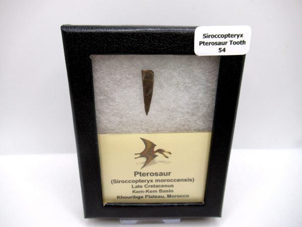 Genuine Cretaceous Age Siroccopteryx Pterosaur Tooth Fossils For Sale From Morocco #54