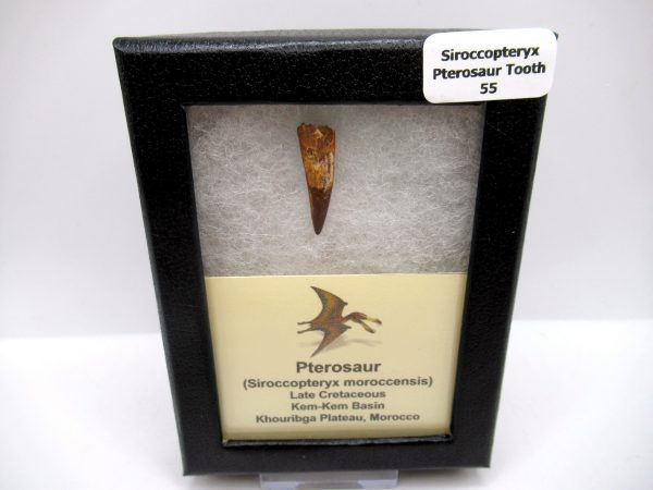 Genuine Cretaceous Age Siroccopteryx Pterosaur Tooth Fossils For Sale From Morocco #55