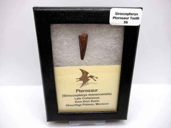 Genuine Cretaceous Age Siroccopteryx Pterosaur Tooth Fossils For Sale From Morocco #56