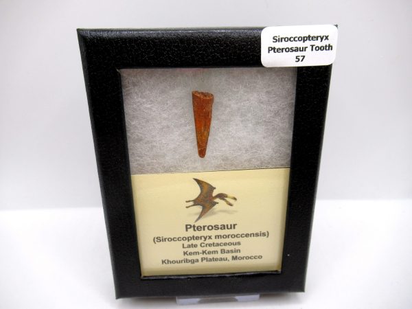 Genuine Cretaceous Age Siroccopteryx Pterosaur Tooth Fossils For Sale From Morocco #57