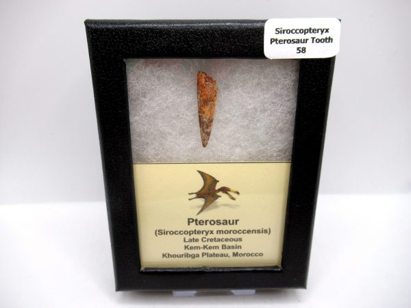 Genuine Cretaceous Age Siroccopteryx Pterosaur Tooth Fossils For Sale From Morocco #58