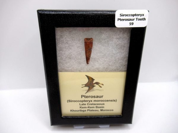 Genuine Cretaceous Age Siroccopteryx Pterosaur Tooth Fossils For Sale From Morocco #59