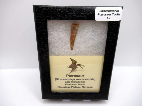 Genuine Cretaceous Age Siroccopteryx Pterosaur Tooth Fossils For Sale From Morocco #60