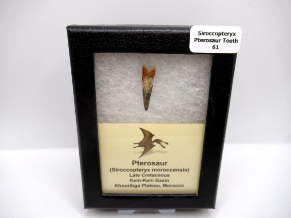 Genuine Cretaceous Age Siroccopteryx Pterosaur Tooth Fossils For Sale From Morocco #61