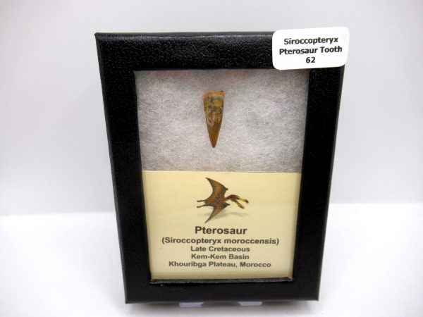 Genuine Cretaceous Age Siroccopteryx Pterosaur Tooth Fossils For Sale From Morocco #62