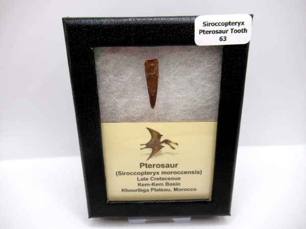 Genuine Cretaceous Age Siroccopteryx Pterosaur Tooth Fossils For Sale From Morocco #63