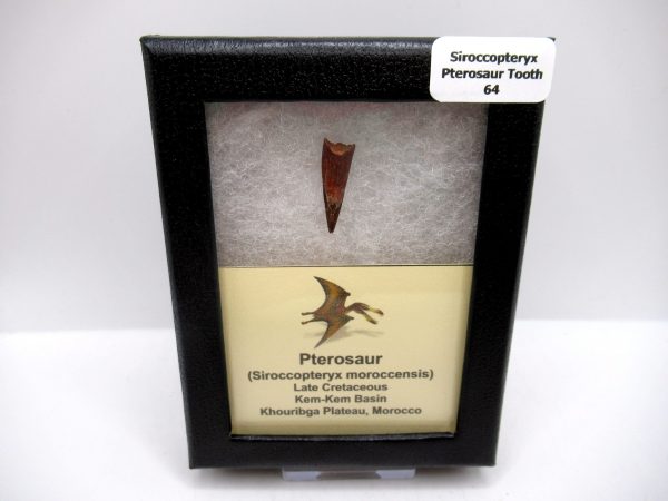 Genuine Cretaceous Age Siroccopteryx Pterosaur Tooth Fossils For Sale From Morocco #64